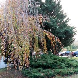 Fagus Hotel, Sopron - Egyéb