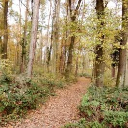 Lővérek, Sopron - Egyéb