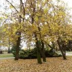 Fenyőharaszt Kastélyszálló étterme Verseg - Egyéb