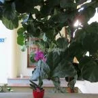 Főnix Wellness Resort Nógrádgárdony - Belső