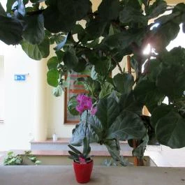 F?nix Wellness Resort, Nógrádgárdony - Belső