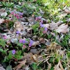 Főnix Wellness Resort Nógrádgárdony - Medence/kert