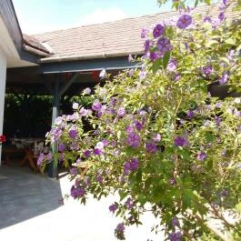 Gánton Kóstoltam, Gánt - Egyéb