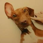 Gödöllői Királyi Kastély Gödöllő - 