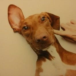 Gödöllői Királyi Kastély Gödöllő - Egyéb