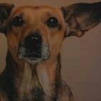 Gödöllői Királyi Kastély Gödöllő - 