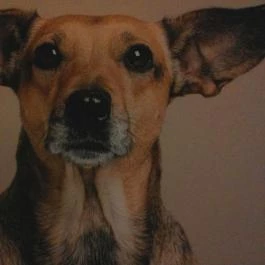 Gödöllői Királyi Kastély Gödöllő - Egyéb