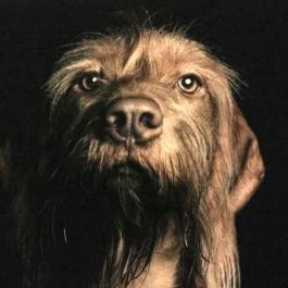 Gödöllői Királyi Kastély Gödöllő - Egyéb