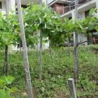 Hotel Bonvino Wine & Spa Badacsony - Medence/kert