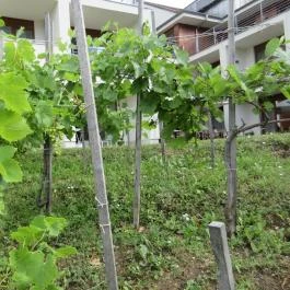 Hotel Bonvino Wine & Spa, Badacsony - Medence/kert