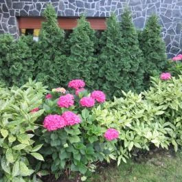 Hotel Bonvino Wine & Spa, Badacsony - Medence/kert