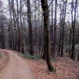 Hotel Lövér Sopron - Környék