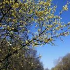 Silvanus Wellness & Konferencia Hotel Visegrád - Medence/kert