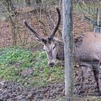 Hubertus Vendégház Bükkösd - Egyéb
