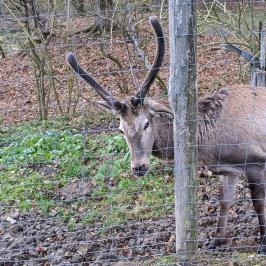 Hubertus Vendégház, Bükkösd - Egyéb