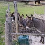 Hubertus Vendégház Bükkösd - Egyéb