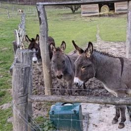 Hubertus Vendégház, Bükkösd - Egyéb