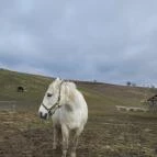 Hubertus Vendégház Bükkösd - Egyéb