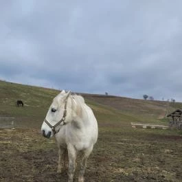 Hubertus Vendégház, Bükkösd - Egyéb