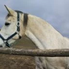 Hubertus Vendégház Bükkösd - Egyéb