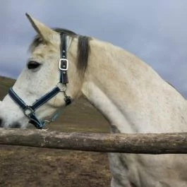 Hubertus Vendégház, Bükkösd - Egyéb