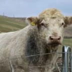 Hubertus Vendégház Bükkösd - Egyéb