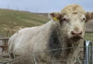 Hubertus Vendégház Bükkösd