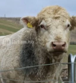 Hubertus Vendégház