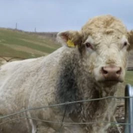 Hubertus Vendégház, Bükkösd - Egyéb