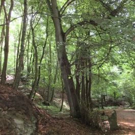 Ipolytarnóci Ősmaradványok Természetvédelmi Terület Ipolytarnóc - Egyéb