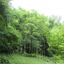 Ipolytarnóci Ősmaradványok Természetvédelmi Terület Ipolytarnóc - Egyéb