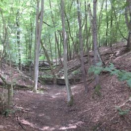 Ipolytarnóci Ősmaradványok Természetvédelmi Terület Ipolytarnóc - Egyéb