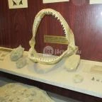 Ipolytarnóci Ősmaradványok Természetvédelmi Terület Ipolytarnóc - 