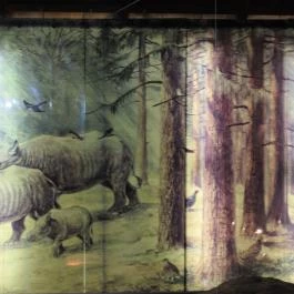 Ipolytarnóci Ősmaradványok Természetvédelmi Terület Ipolytarnóc - Egyéb