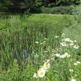 Ipolytarnóci Ősmaradványok Természetvédelmi Terület Ipolytarnóc - Egyéb