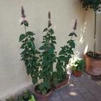 Izsóp Étterem & Bisztró Pannonhalma - Egyéb