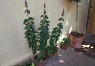 Izsóp Étterem & Bisztró Pannonhalma