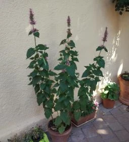 Izsóp Étterem & Bisztró