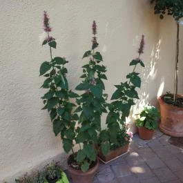 Izsóp Étterem & Bisztró, Pannonhalma - Egyéb