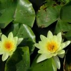 Gyopárosfürdő Gyógy-, Park- és Élményfürdő Orosháza - 