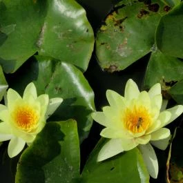 Gyopárosfürdő Gyógy-, Park- és Élményfürdő, Orosháza - 