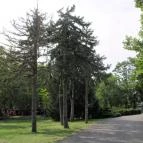 Gyopárosfürdő Gyógy-, Park- és Élményfürdő Orosháza - 