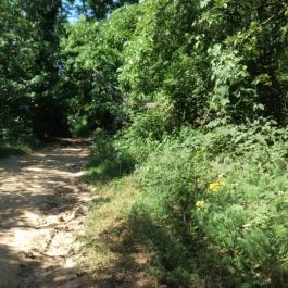 Pálos Kolostorrom, Salföld - Egyéb