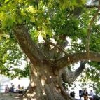 Platán Bisztró Tata - Egyéb