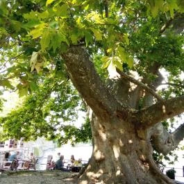 Platán Bisztró, Tata - Egyéb