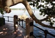 Platán Bisztró Tata