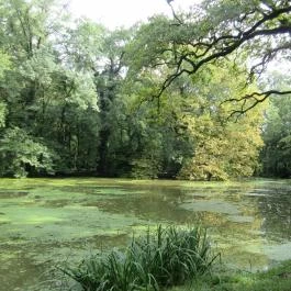 Sárvári Arborétum Sárvár - Egyéb