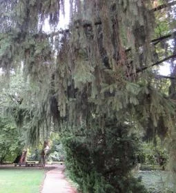 Sárvári Arborétum