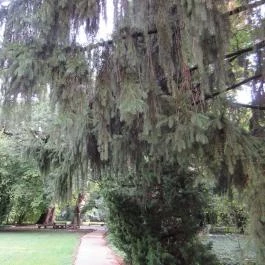 Sárvári Arborétum, Sárvár - 