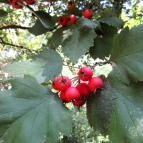 Sárvári Arborétum Sárvár - 